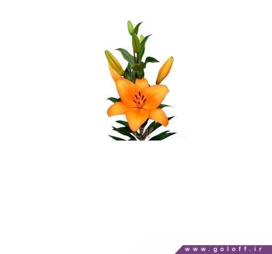 سفارش گل اینترنتی - گل لیلیوم آنستی - Lilium | گل آف